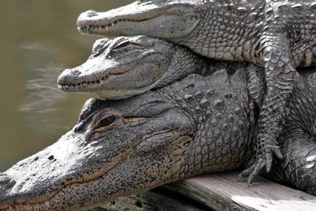 Alligators Gatorland